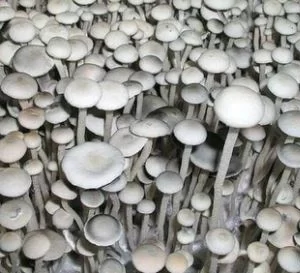 Blue Meanie Mushroom Spores – Mushroom Spore Syringe