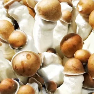 Penis Envy Mushroom Spores – Mushroom Strain