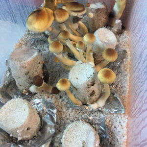 Simple Mushroom Grow Kit